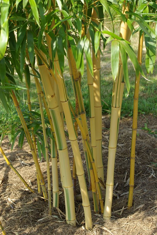 Phyllostachys vivax Huangwenzhu-inversa